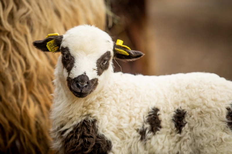 Velikonoce v Zoo Ostrava