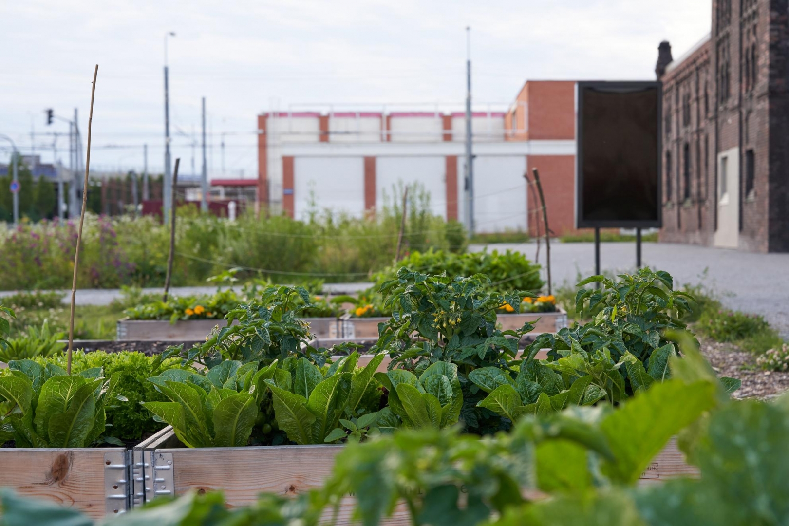 Společná práce a minikurz Zakládání jedlého lesa | Brigáda a minikurz