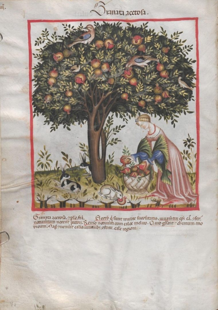 Tacuinum sanitatis in medicina – příručka nejen o zdraví