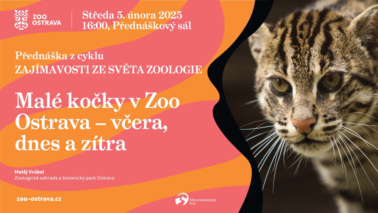 Malé kočky v Zoo Ostrava - včera, dnes a zítra