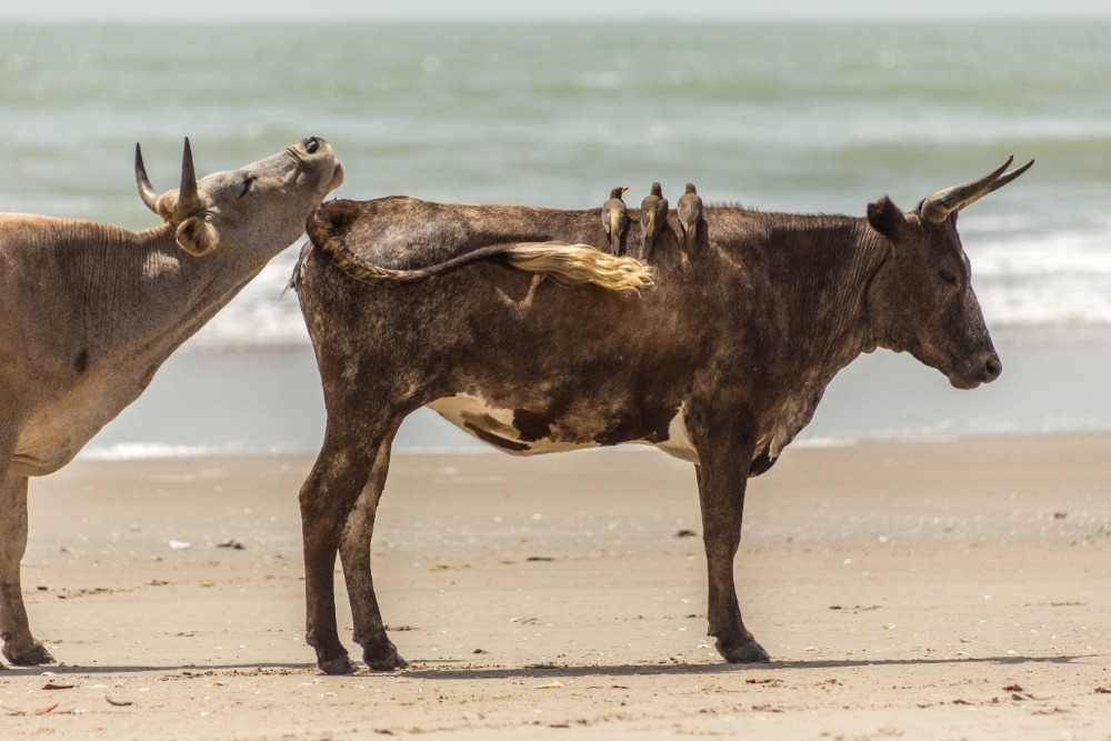 Weronika Bersz-Letki Sanneh - Senegal a Gambie