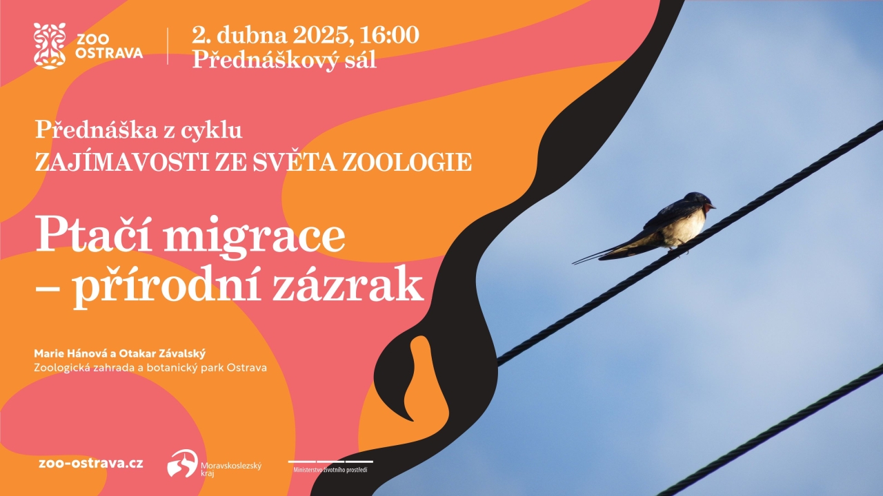 Ptačí migrace - přírodní zázrak