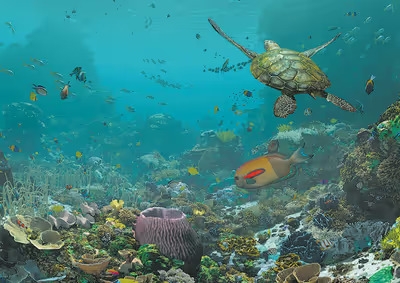 Svět korálových útesů