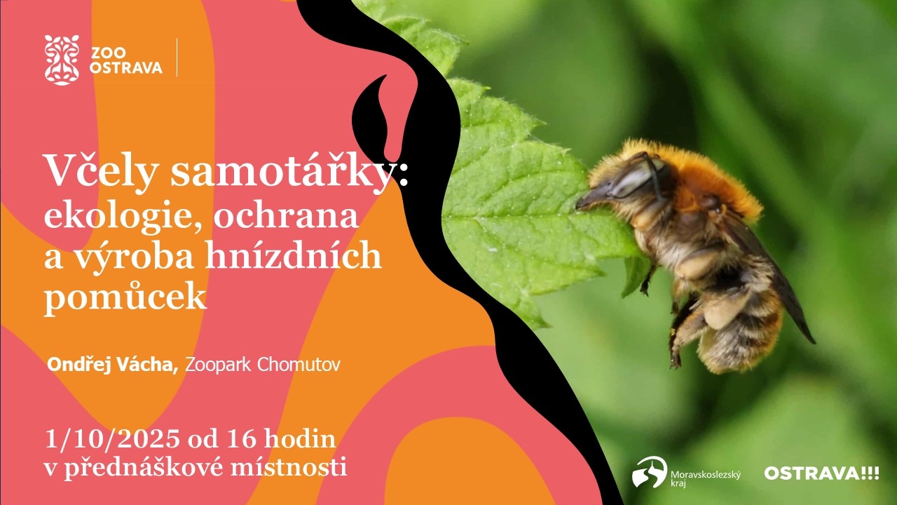 Včely samotářky - ekologie, ochrana a výroba hnízdních pomůcek