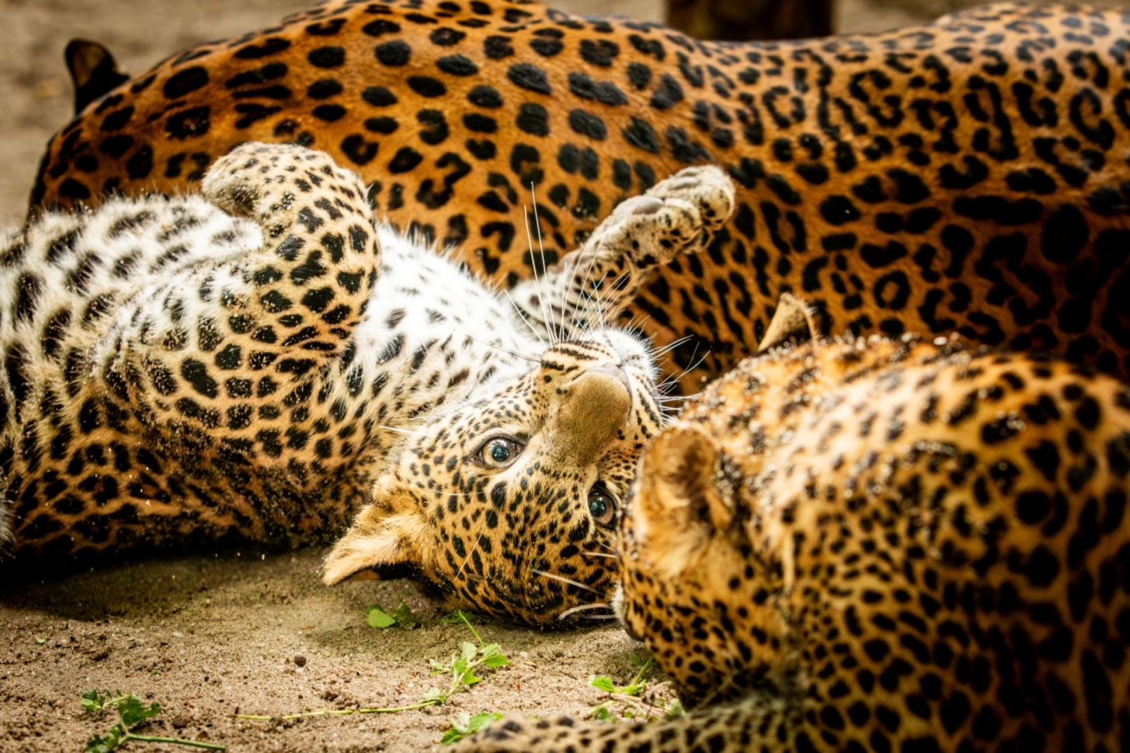 Den dětí v nedělní zoo